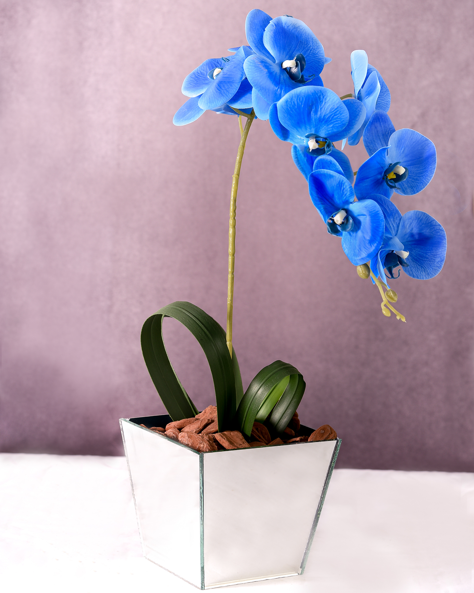 Orquídea Azul Majestade