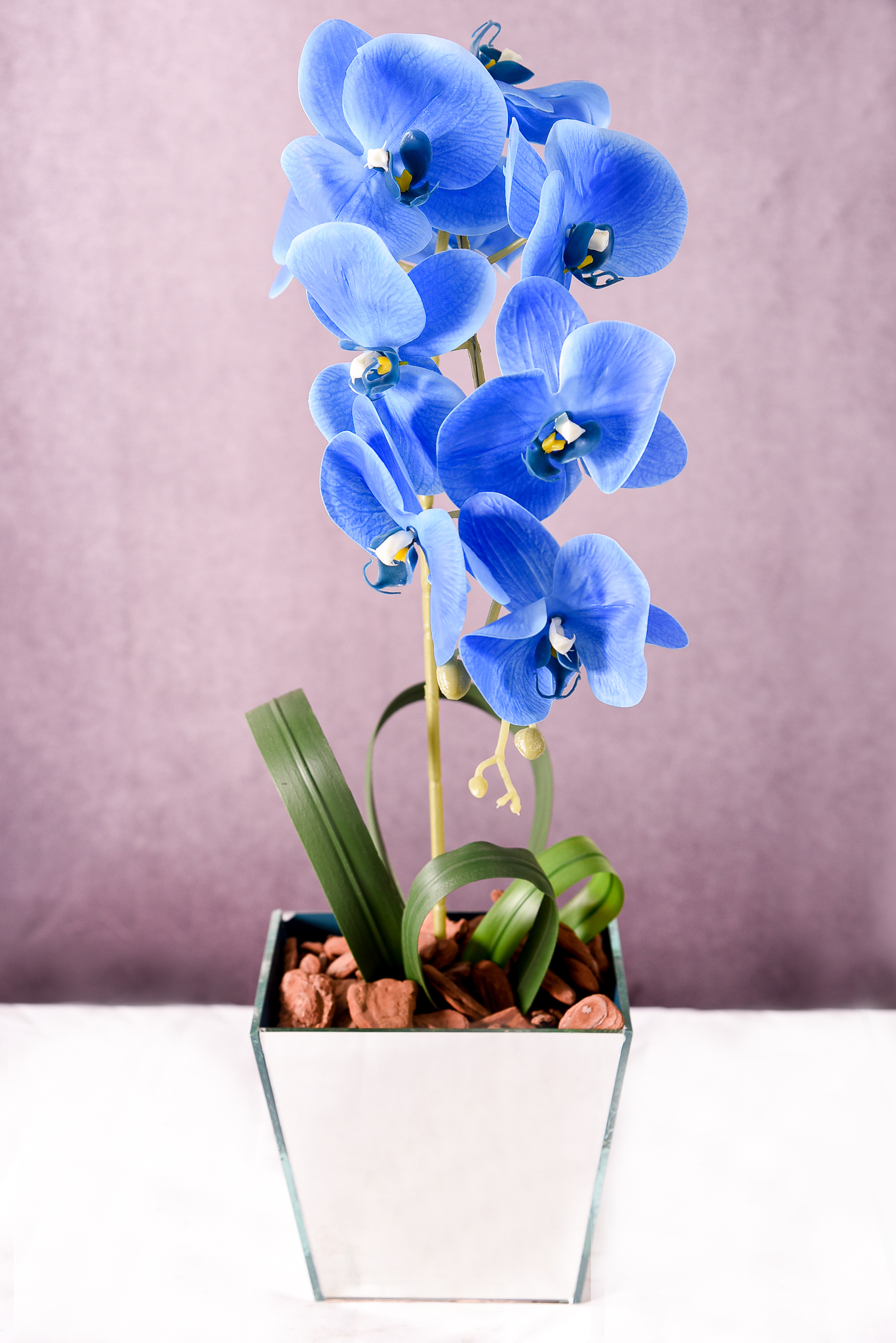 Orquídea Azul Majestade - Imagem 2